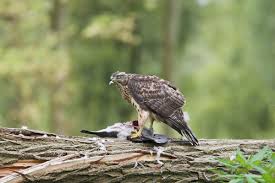 Attēlu rezultāti vaicājumam “Accipiter gentilis”