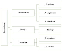 Attēlu rezultāti vaicājumam “Stemonitopsis hyperopta var. landewaldii spores”