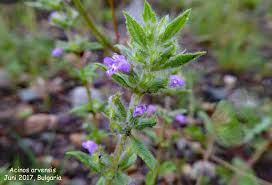 Attēlu rezultāti vaicājumam “Acinos arvensis flower”