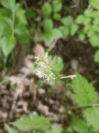 Attēlu rezultāti vaicājumam “Actaea spicata”