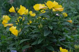 Attēlu rezultāti vaicājumam “Oenothera rubricauli flower”