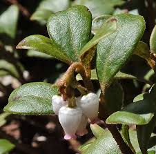 Attēlu rezultāti vaicājumam “Arctostaphylos uva-ursi”