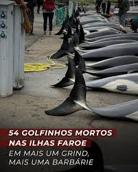 Image result for massacre golfinhos dinamarca