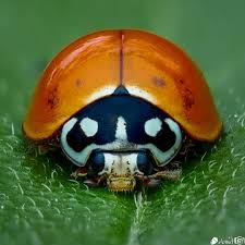 Attēlu rezultāti vaicājumam “Cribraria macrocarpa young”