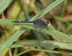 Attēlu rezultāti vaicājumam “Leucorrhinia”