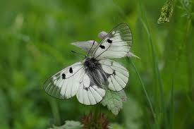 Attēlu rezultāti vaicājumam “Parnassius mnemosyne upperside”