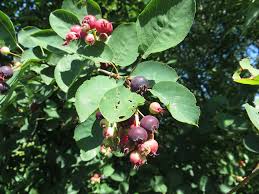 Attēlu rezultāti vaicājumam “Amelanchier spicata”