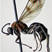 Attēlu rezultāti vaicājumam “Pompilidae”