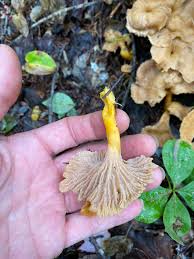 Attēlu rezultāti vaicājumam “Cantharellus lutescens”