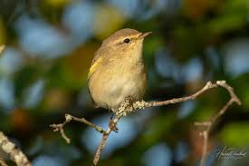 Attēlu rezultāti vaicājumam “Phylloscopus collybita”