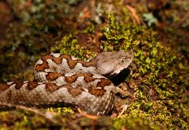 Attēlu rezultāti vaicājumam “Coronella austriaca adult”