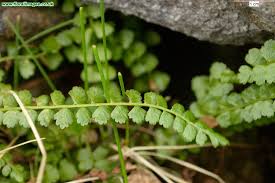 Attēlu rezultāti vaicājumam “Asplenium viride”