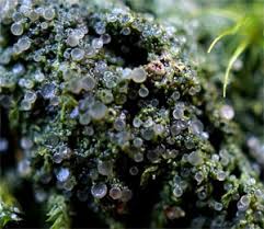 Attēlu rezultāti vaicājumam “Coenogonium pineti”