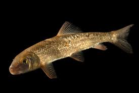Image result for Moxostoma duquesnei