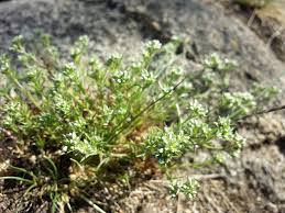 Attēlu rezultāti vaicājumam “Scleranthus perennis”