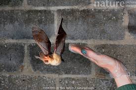 Attēlu rezultāti vaicājumam “Plecotus auritus”