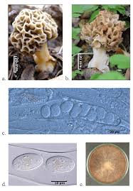 Attēlu rezultāti vaicājumam “Morchella esculenta”