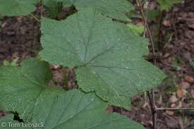 Attēlu rezultāti vaicājumam “Rubus parviflorus leaf”