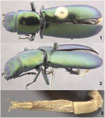 Attēlu rezultāti vaicājumam “Ceruchus chrysomelinus larva”