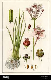 Attēlu rezultāti vaicājumam “Butomus umbellatus flower”