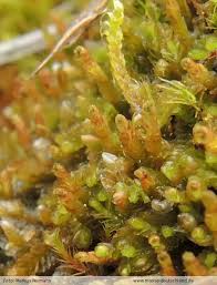 Attēlu rezultāti vaicājumam “Leiocolea heterocolpos”