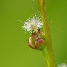 Attēlu rezultāti vaicājumam “Triglochin palustre flower”