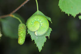 Attēlu rezultāti vaicājumam “Cimbex femoratus larva”