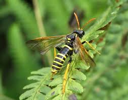 Attēlu rezultāti vaicājumam “Tenthredo scrophulariae exuvia”
