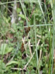 Attēlu rezultāti vaicājumam “Carex lasiocarpa male flower”