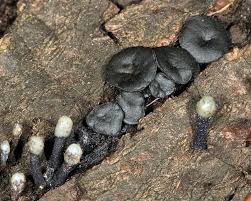 Attēlu rezultāti vaicājumam “Holwaya mucida”