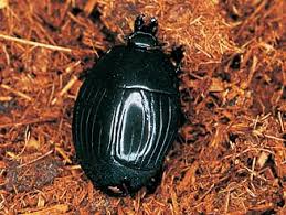 Attēlu rezultāti vaicājumam “Histeridae”