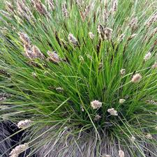 Attēlu rezultāti vaicājumam “Carex appropinquata”