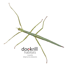 Attēlu rezultāti vaicājumam “Didymium verrucisporum stalked”