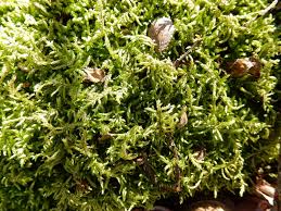 Attēlu rezultāti vaicājumam “Campylium chrysophyllum”