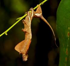 Attēlu rezultāti vaicājumam “Endromidae”