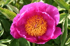 Image result for Pfingstrose