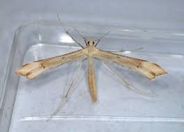 Attēlu rezultāti vaicājumam “Gillmeria pallidactyla”