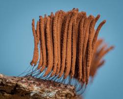 Attēlu rezultāti vaicājumam “Stemonitis sp.”