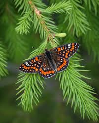 Attēlu rezultāti vaicājumam “Euphydryas maturna larva”