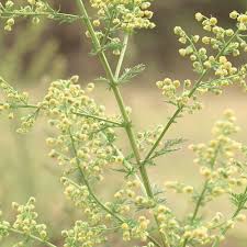Image result for Artemisia annua