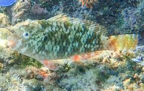 Image result for Sparisoma rubripinne
