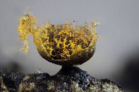 Attēlu rezultāti vaicājumam “Physarum rubiginosum plasmodium”