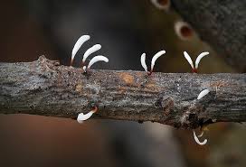 Attēlu rezultāti vaicājumam “Typhula erythropus”