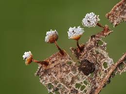 Attēlu rezultāti vaicājumam “Physarum leucopus spores”