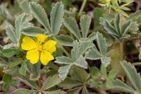 Attēlu rezultāti vaicājumam “Potentilla arenaria”