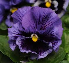 Image result for Viola wittrockiana
