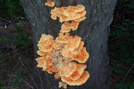 Attēlu rezultāti vaicājumam “Laetiporus sulphureus”