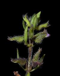 Attēlu rezultāti vaicājumam “Acinos arvensis”