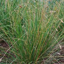 Attēlu rezultāti vaicājumam “Sesleria caerulea bud”