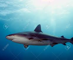 Image result for Carcharhinus perezii